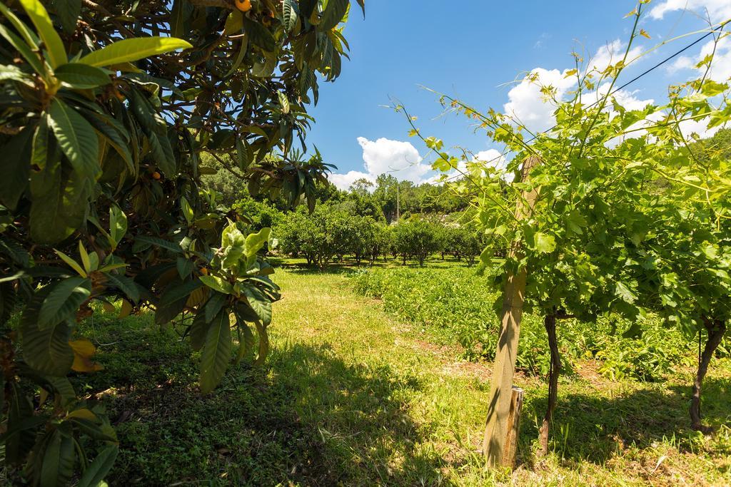 Konavle Apartments Zlatovisce Gruda ภายนอก รูปภาพ